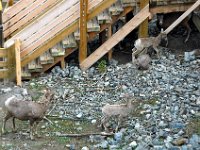 2010076532 Sulpfur Mountain Overlook - Banff Nat Pk - Alberta - Canada  - Jul 28