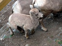 2010076533 Sulpfur Mountain Overlook - Banff Nat Pk - Alberta - Canada  - Jul 28