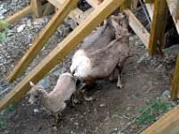 2010076534 Sulpfur Mountain Overlook - Banff Nat Pk - Alberta - Canada  - Jul 28