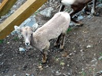 2010076535 Sulpfur Mountain Overlook - Banff Nat Pk - Alberta - Canada  - Jul 28