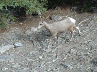 2010076546 Sulpfur Mountain Overlook - Banff Nat Pk - Alberta - Canada  - Jul 28 : Canada, Sulphur Mountain, Banff