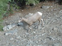 2010076547 Sulpfur Mountain Overlook - Banff Nat Pk - Alberta - Canada  - Jul 28 : Canada, Sulphur Mountain, Banff