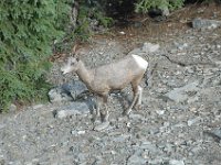 2010076548 Sulpfur Mountain Overlook - Banff Nat Pk - Alberta - Canada  - Jul 28 : Canada, Sulphur Mountain, Banff