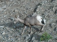 2010076549 Sulpfur Mountain Overlook - Banff Nat Pk - Alberta - Canada  - Jul 28 : Canada, Sulphur Mountain, Banff