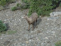 2010076553 Sulpfur Mountain Overlook - Banff Nat Pk - Alberta - Canada  - Jul 28 : Canada, Sulphur Mountain, Banff
