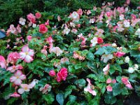 2010077594 Butchart Gardens - Victoria - British Columbia - Canada - Aug 04