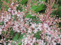 2010077675 Butchart Gardens - Victoria - British Columbia - Canada - Aug 04