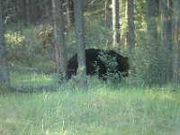 2010077121 Bear - Mount Robson Provincial Park - British Columbia - Canada  - Jul 31 : Bear, Jasper