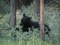 2010077124 Bear - Mount Robson Provincial Park - British Columbia - Canada  - Jul 31 : Bear, Jasper