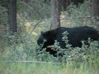 2010077125 Bear - Mount Robson Provincial Park - British Columbia - Canada  - Jul 31 : Bear, Jasper