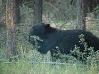 2010077128 Bear - Mount Robson Provincial Park - British Columbia - Canada  - Jul 31 : Bear, Jasper