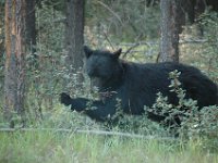 2010077129 Bear - Mount Robson Provincial Park - British Columbia - Canada  - Jul 31 : Bear, Jasper