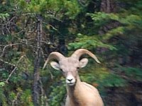 2010077063 Jasper Nat Park - Alberta - Canada  - Jul 30