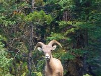 2010077064 Jasper Nat Park - Alberta - Canada  - Jul 30