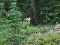 2010077066 Jasper Nat Park - Alberta - Canada  - Jul 30