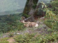 2010077067 Jasper Nat Park - Alberta - Canada  - Jul 30