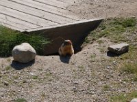 2010076352 Rogers Pass - British Columbia - Canada - Western Canada Vacation - Jul 27