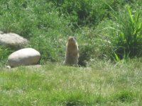 2010076384 Rogers Pass - British Columbia - Canada - Western Canada Vacation - Jul 27