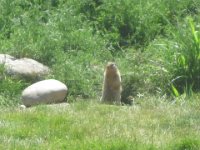 2010076385 Rogers Pass - British Columbia - Canada - Western Canada Vacation - Jul 27