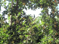 2010076301 Kelowna - British Columbia - Canada - Western Canada Vacation - Jul 26