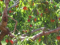 2010076302 Kelowna - British Columbia - Canada - Western Canada Vacation - Jul 26