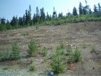 2010077231 Whistler - British Columbia - Canada  - Aug 01