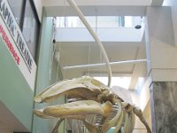 2010077532 Victoria - British Columbia - Canada - Aug 03