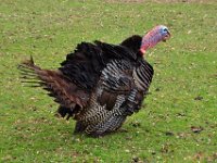 2012069690 Fortress of Louisbourg - Louisbourg - Nova Scotia - Jun 26