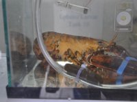 2012069850 Pictou - Birthplace of New Scotland - Northumberland Shore - Nova Scotia - Canada - Jun 27