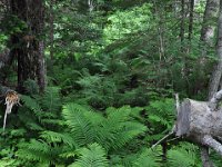 2012070061 Anne of Green Gables Museum - Silver Bush - PEI - Canada - Jun 28