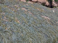 2012070269 Hopewell Cape and Bay of Fundy - New Brunswick - Canada - Jun 29