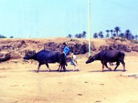 1992071032 Darrel-Betty-Darla Hagberg - Egypt Vacation