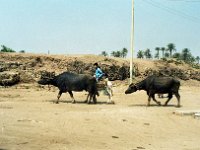 1992071032A Darrel-Betty-Darla Hagberg - Egypt Vacation