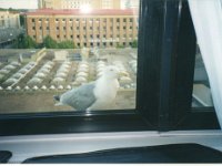 1996075436 Darrel and Betty Hagberg - Estonia