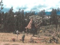 1966041109 Small Tree House near Ambo