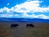1966011115 Rhino -  Ngoro Crater - Tanzania
