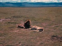 1966011121 Lions - Ngoro Crater - Tanzania