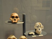 2012095039 National Museum - Addis Ababa - Ethiopia