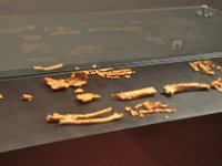 2012095040 National Museum - Addis Ababa - Ethiopia