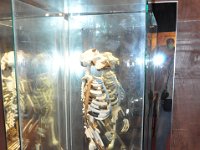 2012095057 National Museum - Addis Ababa - Ethiopia