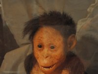 2012095062 National Museum - Addis Ababa - Ethiopia