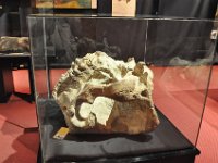 2012095077 National Museum - Addis Ababa - Ethiopia