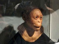 2012095241 National Museum - Addis Ababa - Ethiopia