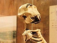 2012095245 National Museum - Addis Ababa - Ethiopia