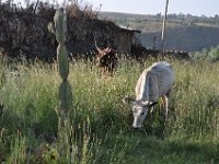 2012095491 Debre Berhan -Ethiopia