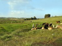 2012095537 Debre Berhan -Ethiopia