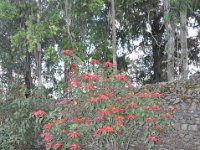 2012097150 Fasilo Ghebbi Royal Enclosure - Gondar Ethiopia - Oct 02