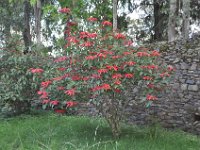 2012097151 Fasilo Ghebbi Royal Enclosure - Gondar Ethiopia - Oct 02
