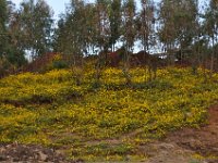 2012097208 Gondar - Ethioipia -  Oct 02