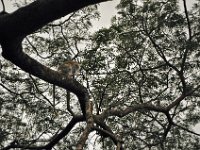 2012097639 Blue Nile Falls & Lake Tana - Ethioipia - Oct 05